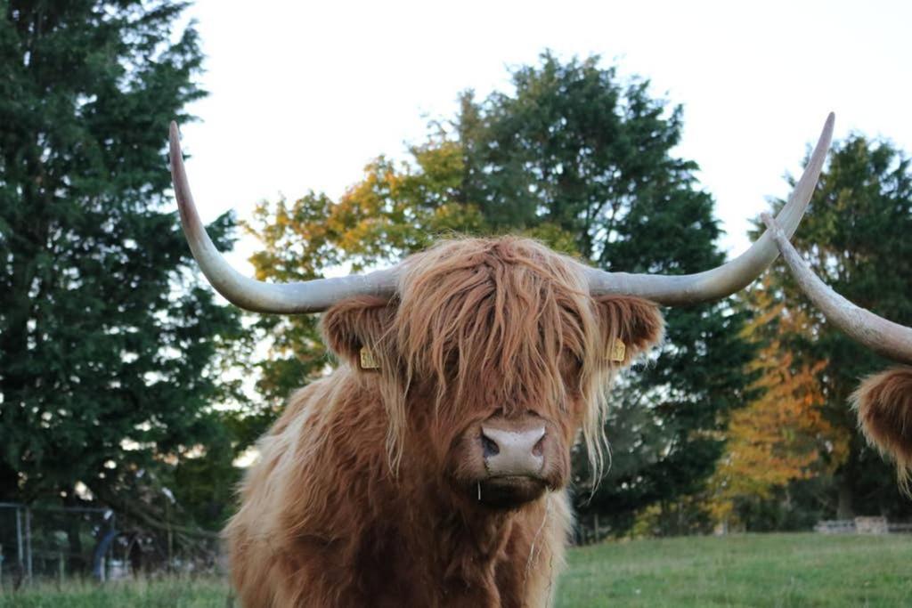 Glampods Glamping Pod - Meet Highland Cows And Sheep Elgin Exterior foto